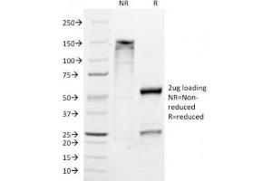 SDS-PAGE Analysis of Purified, BSA-Free Melan-A Antibody (clone M2-9E3). (MLANA anticorps)