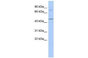 FBXO39 antibody used at 1 ug/ml to detect target protein. (FBXO39 anticorps  (N-Term))