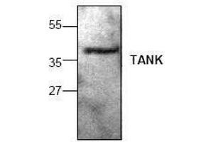 Image no. 1 for anti-TRAF Family Member-Associated NFKB Activator (TANK) antibody (ABIN155084) (TANK anticorps)