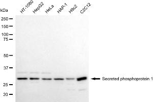 Western blotting analysis using secreted phosphoprotein 1 antibody (ABIN7800287).