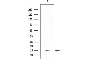 anti-Caspase Recruitment Domain-Containing Protein 18 (ICEBERG) (CARD18) (C-Term) antibody