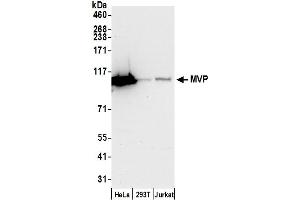 Western Blotting (WB) image for anti-Major Vault Protein (MVP) (AA 843-893) antibody (ABIN7453922)