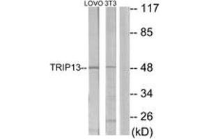 Western blot analysis of extracts from LOVO/NIH-3T3 cells, using TRIP13 Antibody. (TRIP13 anticorps  (AA 383-432))