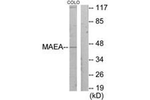 Western blot analysis of extracts from COLO205 cells, using MAEA Antibody. (MAEA anticorps  (AA 181-230))