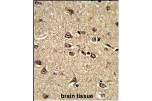 Formalin-fixed and paraffin-embedded human brain tissue reacted with RASIP1 Antibody (Center), which was peroxidase-conjugated to the secondary antibody, followed by DAB staining.
