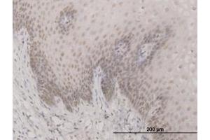 Image no. 1 for anti-Sin3A-Associated Protein, 30kDa (SAP30) (AA 131-220) antibody (ABIN599070) (SAP30 anticorps  (AA 131-220))