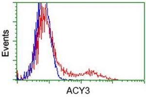 Image no. 4 for anti-Aminoacylase 3 (ACY3) antibody (ABIN1496463) (Aminoacylase 3 anticorps)