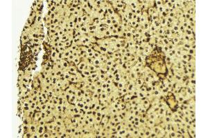 ABIN6272422 at 1/100 staining Mouse liver tissue by IHC-P. (RTCD1 anticorps  (C-Term))
