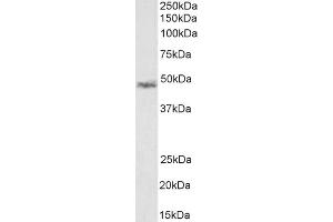 (ABIN185733) (1 μg/mL) staining of Rat KNRK cell lysate (35 μg protein in RIPA buffer). (CCM2 anticorps  (Internal Region))