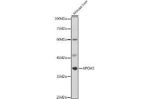 Western blot analysis of extracts of Mouse liver, using  antibody (ABIN3015484, ABIN3015485, ABIN3015486 and ABIN6218517) at 1:1000 dilution. (APOA5 anticorps  (AA 207-366))
