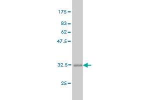 Western Blot detection against Immunogen (32.