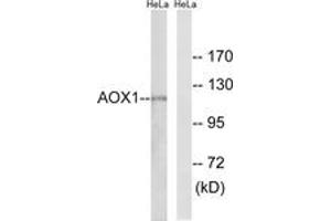 Western blot analysis of extracts from HeLa cells, using AOX1 Antibody.