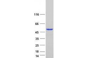 Validation with Western Blot