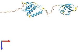 AlphaFold protein structure predicition of Human Recombinant UBTD1 Protein, UniprotID Q9HAC8