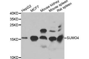Western blot analysis of extracts of various cell lines, using SUMO4 antibody (ABIN5975591) at 1/1000 dilution. (SUMO4 anticorps)
