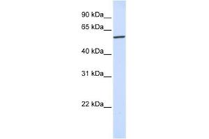 Karyopherin Alpha 4 antibody used at 1 ug/ml to detect target protein. (KPNA4 anticorps)