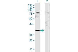 Western Blot analysis of GSTM5 expression in transfected 293T cell line by GSTM5 MaxPab polyclonal antibody. (GSTM5 anticorps  (AA 1-218))