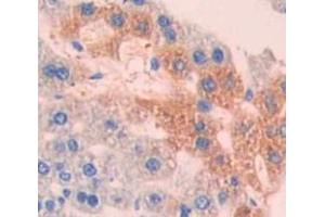 IHC-P analysis of Mouse Tissue, with DAB staining. (MT-ND1 anticorps  (AA 122-171))