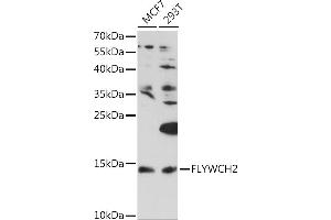 Western blot analysis of extracts of various cell lines, using FLYWCH2 Rabbit pAb (ABIN7267220) at 1:1000 dilution. (FLYWCH2 anticorps  (AA 51-140))