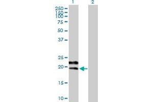 Western Blot analysis of GYPC expression in transfected 293T cell line by GYPC MaxPab polyclonal antibody. (CD236/GYPC anticorps  (AA 1-128))