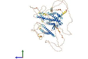 AlphaFold protein structure predicition of Human Recombinant MYRIP Protein, UniprotID Q8NFW9