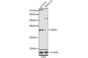 Western blot analysis of extracts from normal (control) and KRAS knockout (KO) 293T cells, using KRAS antibody (ABIN6132168, ABIN6143000, ABIN6143001 and ABIN6216439) at 1:1000 dilution. (K-RAS anticorps  (AA 30-188))