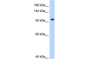 Western Blotting (WB) image for anti-Splicing Factor 3a, Subunit 1 (SF3A1) antibody (ABIN2462195) (SF3A1 anticorps)
