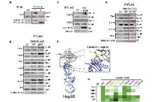 Hsp90 catalytic loop facilitates binding of Tsc1 and FNIPs co-chaperones: (B) FNIP1-HA, FNIP2-HA, or empty vector (EV; control) was immunoprecipitated from HEK293 cells. (FNIP1 anticorps  (Internal Region))