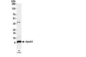 Western Blotting (WB) image for anti-Apolipoprotein A-II (APOA2) antibody (HRP) (ABIN7449328)
