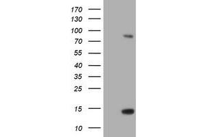 Image no. 1 for anti-Spastic Paraplegia 7 (SPG7) (AA 300-573) antibody (ABIN1491374) (SPG7 anticorps  (AA 300-573))
