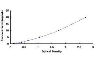Slingshot Homolog 1 (SSH1) ELISA Kit