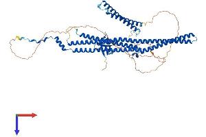 AlphaFold protein structure predicition of Mouse Recombinant Fnbp1l Protein, UniprotID Q8K012