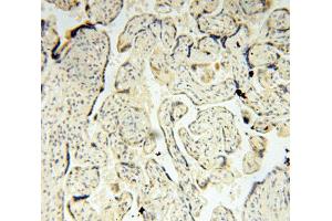 Immunohistochemistry (IHC) image for anti-Translocase of Outer Mitochondrial Membrane 40 Homolog (TOMM40) antibody (ABIN1875158) (TOMM40 anticorps)