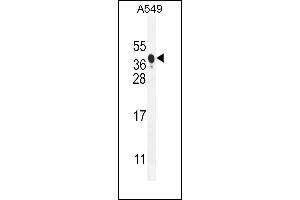 NIX Antibody (Center) (ABIN655731 and ABIN2845178) western blot analysis in A549 cell line lysates (35 μg/lane). (BNIP3L/NIX anticorps  (AA 52-81))