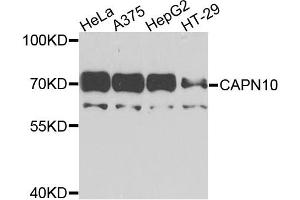 Western blot analysis of extracts of various cell lines, using CAPN10 antibody. (CAPN10 anticorps)