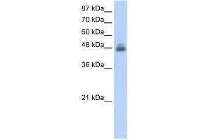 WB Suggested Anti-RBMS1 Antibody Titration:  2. (RBMS1 anticorps  (C-Term))