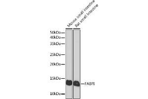 Western blot analysis of extracts of various cell lines, using FABPI Rabbit mAb (ABIN7267151) at 1:1000 dilution. (FABP2 anticorps)