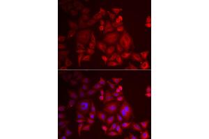 Immunofluorescence analysis of U2OS cell using XCL1 antibody. (XCL1 anticorps)