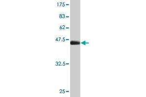 Western Blot detection against Immunogen (45.