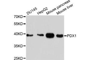 Western blot analysis of extracts of various cell lines, using PDX1 antibody. (PDX1 anticorps)