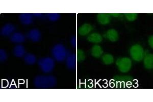 Immunofluorescence analysis of 293T cell using H3K36me3 antibody. (Histone 3 anticorps  (H3K36me3))