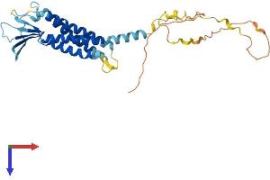 AlphaFold protein structure predicition of Mouse Recombinant Cldn23 Protein, UniprotID Q9D7D7