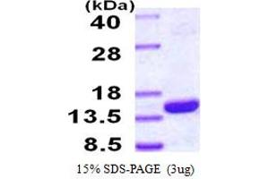 SDS-PAGE (SDS) image for Proteasome (Prosome, Macropain) Assembly Chaperone 4 (PSMG4) (AA 1-123) protein (His tag) (ABIN667615)