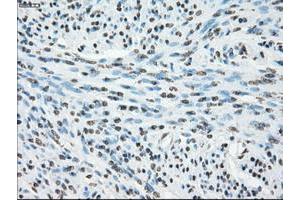 Image no. 9 for anti-P450 (Cytochrome) Oxidoreductase (POR) antibody (ABIN1497746) (POR anticorps)