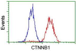 Image no. 8 for anti-Catenin (Cadherin-Associated Protein), beta 1, 88kDa (CTNNB1) antibody (ABIN1496889)
