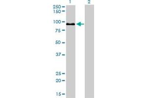 Western Blot analysis of ZW10 expression in transfected 293T cell line by ZW10 monoclonal antibody (M05), clone 2E5.