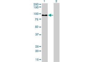 Western Blot analysis of ZW10 expression in transfected 293T cell line by ZW10 monoclonal antibody (M05), clone 2E5. (ZW10 anticorps  (AA 1-100))