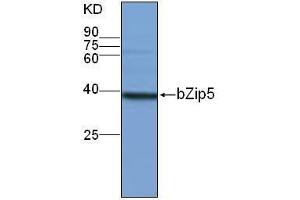 Western Blotting (WB) image for anti-Basic Leucine-Zipper 5 (BZIP5) antibody (ABIN1854591) (bZip5 anticorps)