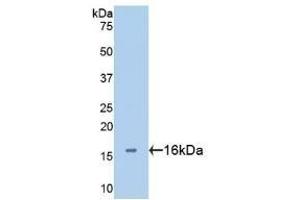 Detection of Recombinant GAL2, Human using Polyclonal Antibody to Galectin 2 (GAL2) (Gallinacin-2 (GAL2) (AA 1-132) anticorps)