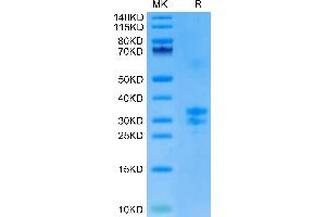 Biotinylated Mouse TNFSF15 on Tris-Bis PAGE under reduced condition.